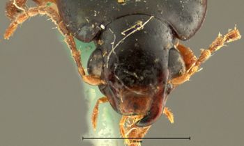 Media type: image;   Entomology 32982 Aspect: head frontal view